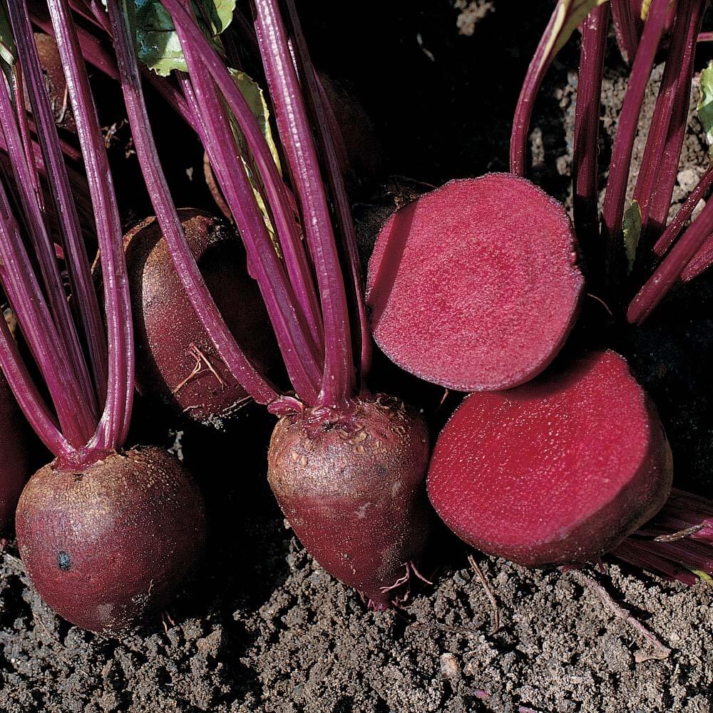 Beetroot Plants In A Vegetable Garden Stock Image - Image Of Harvest